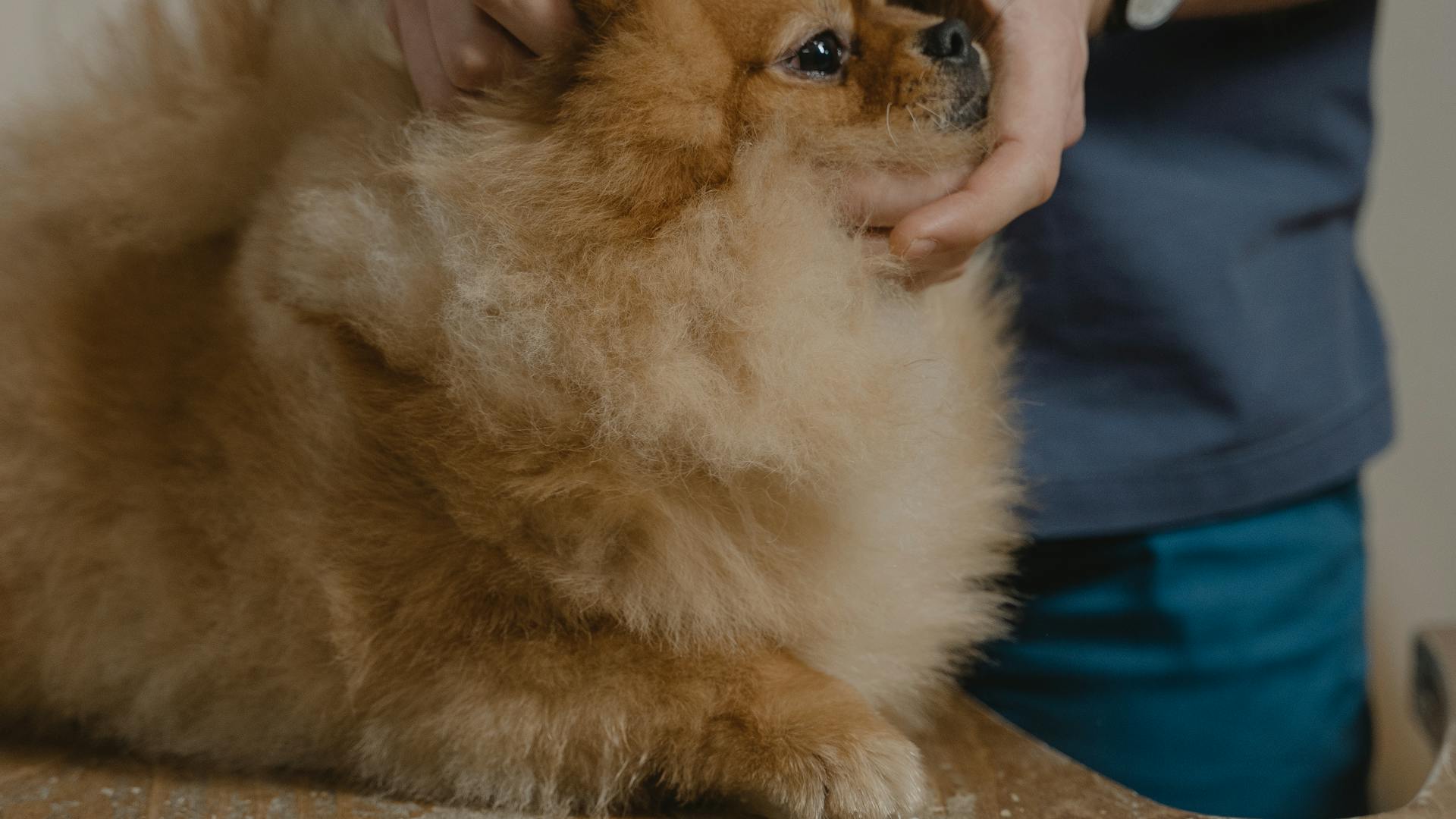 pexels-photo-6235227